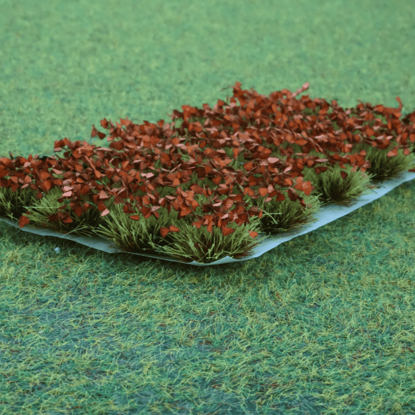 Decorative shrubs [Red leaf]