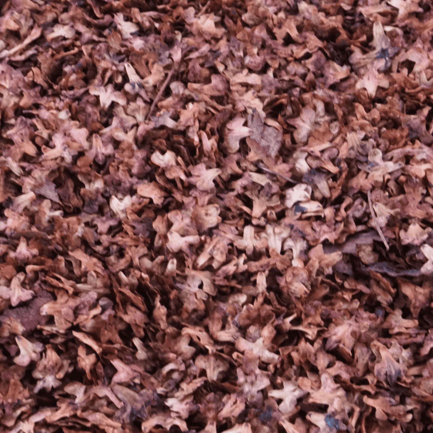 Decorative leaves [Autumn Red]